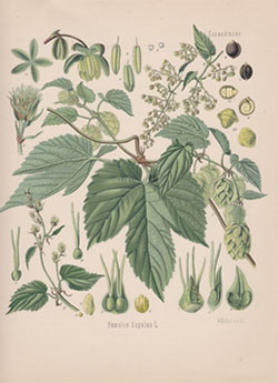 ホップ Humulus lupulus