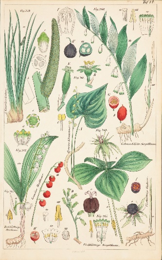 ユリ科の植物