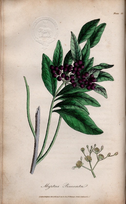 オールスパイス