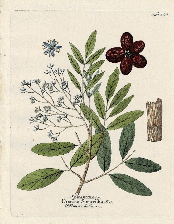 Quassia simaruba